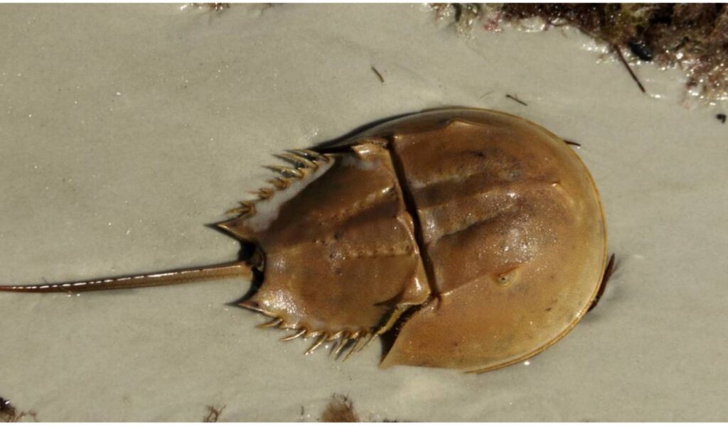 Horseshoe Crab