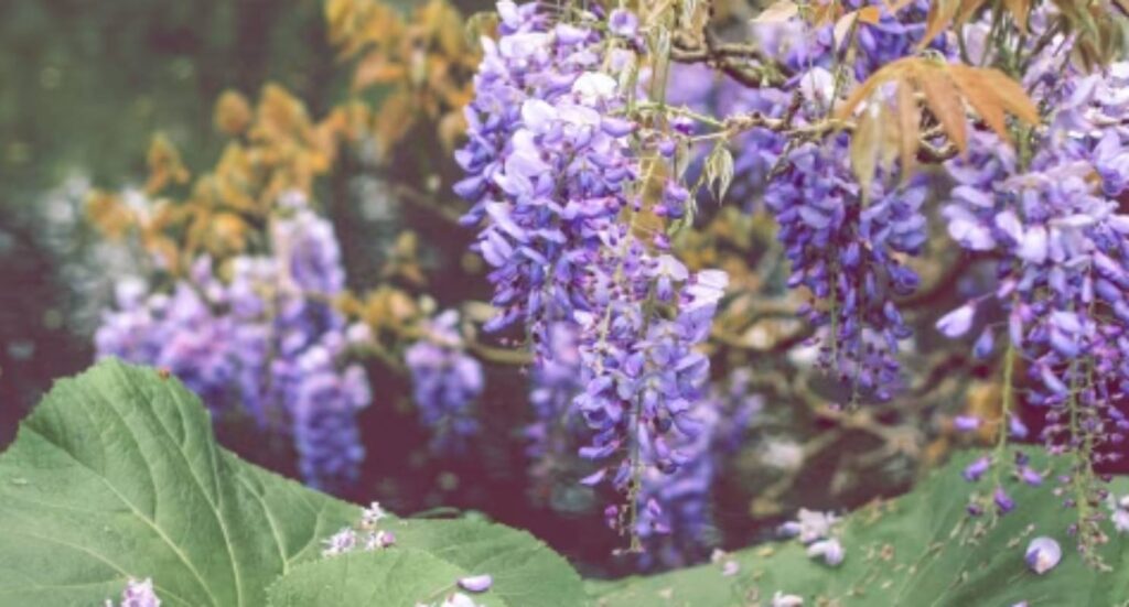 Neelakurinji Flowers