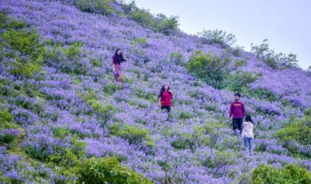 Neelakurinji Flowers