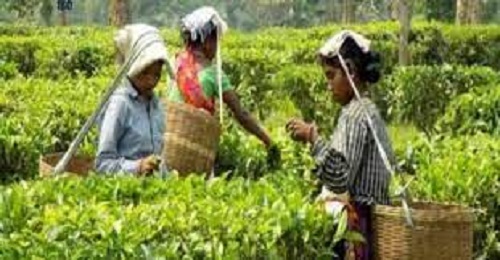 Assam’s Manohari Gold Tea