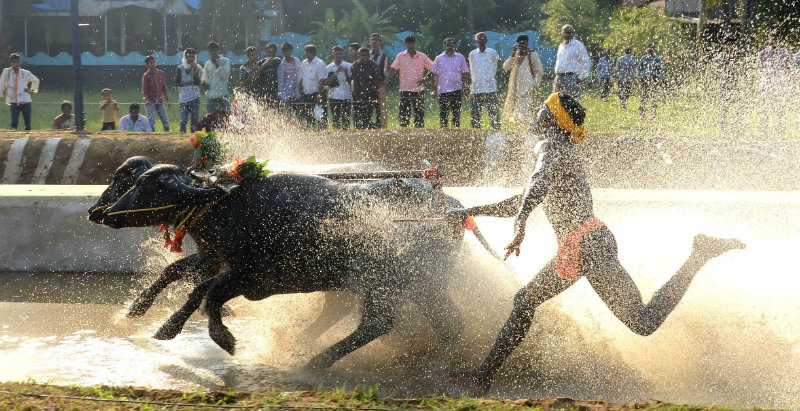 #Kambala