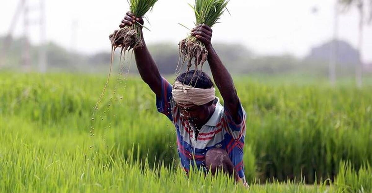 Punjab Farmer