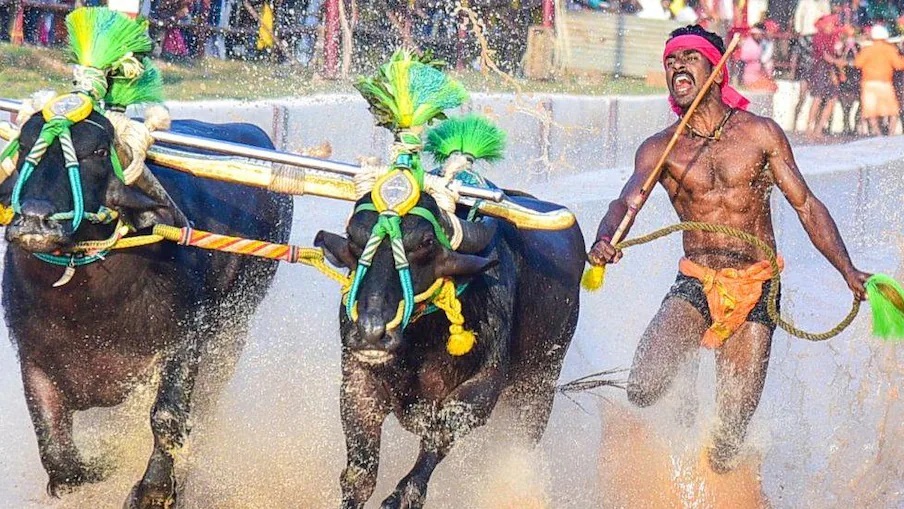 bengaluru kambala