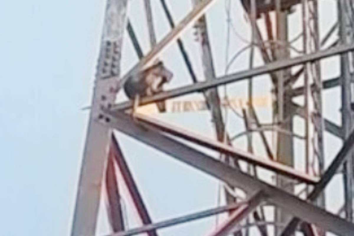 Monkey Steals iPhone