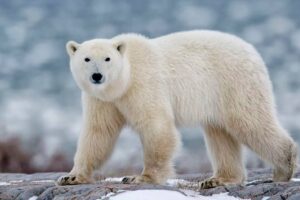 Polar Bear