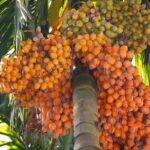 areca nut imports