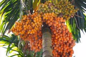 areca nut imports