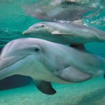 World Dolphin Day 2024