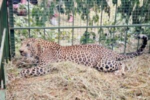 Leopard captured