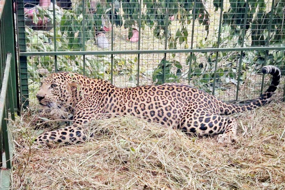 Leopard captured