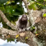 marmoset monkey viral news