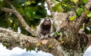 marmoset monkey viral news