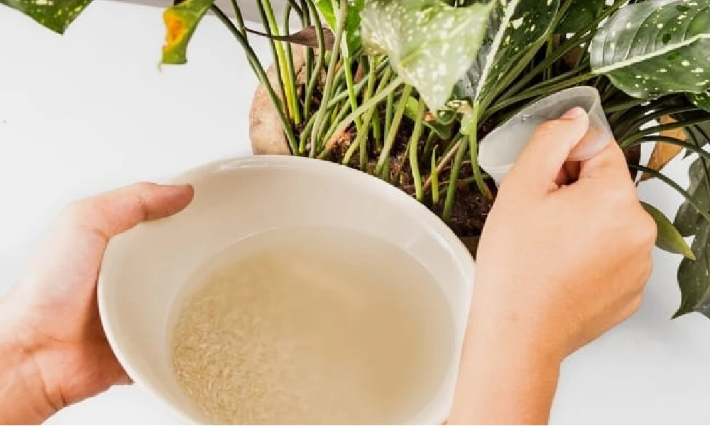 Rice water for garden