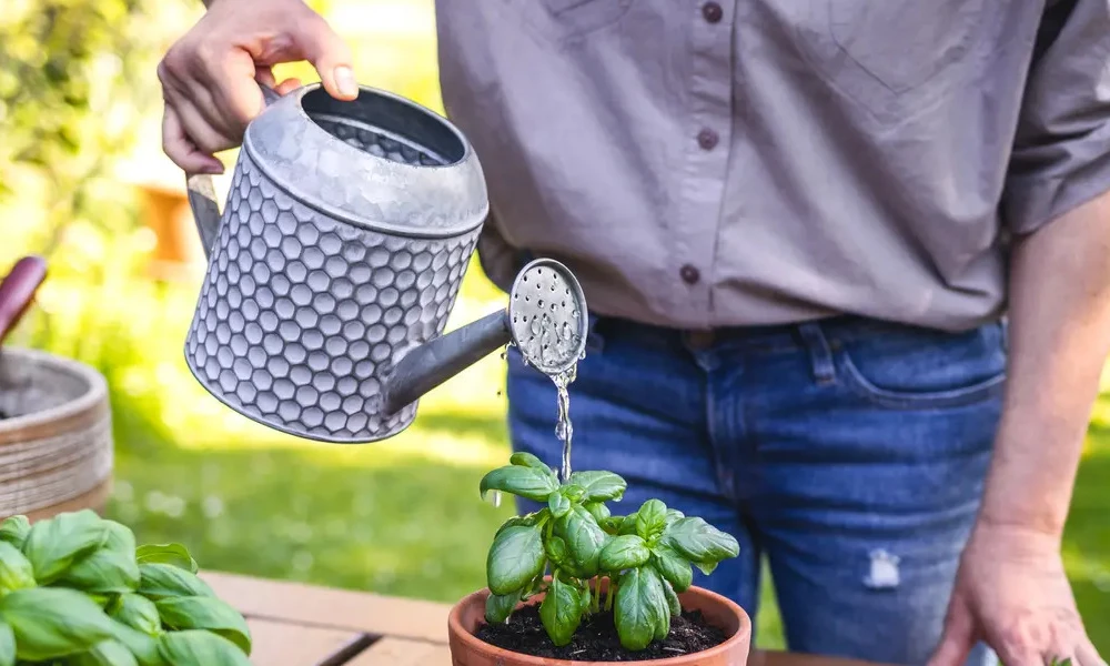 Rice water for garden