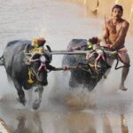 Bengaluru Kambala