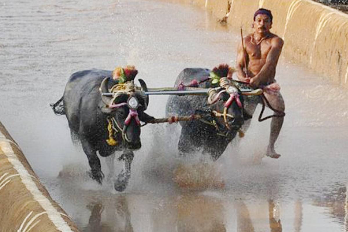 Bengaluru Kambala