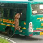 Leopard Leaping