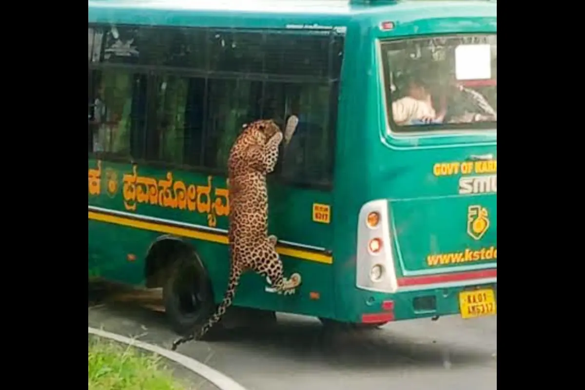 Leopard Leaping