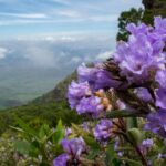 Neelakurinji Flowers