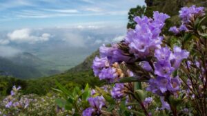 Neelakurinji Flowers