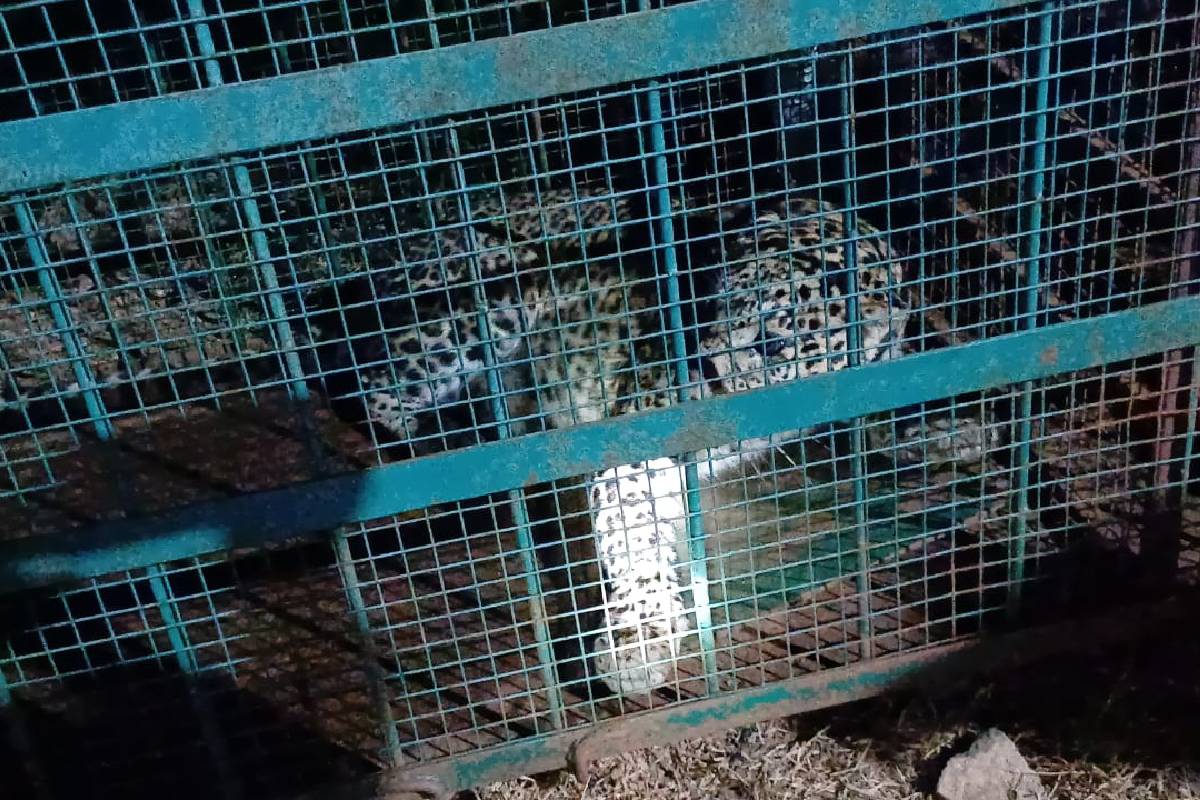 Leopard captured