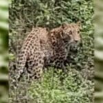 Leopard spotted