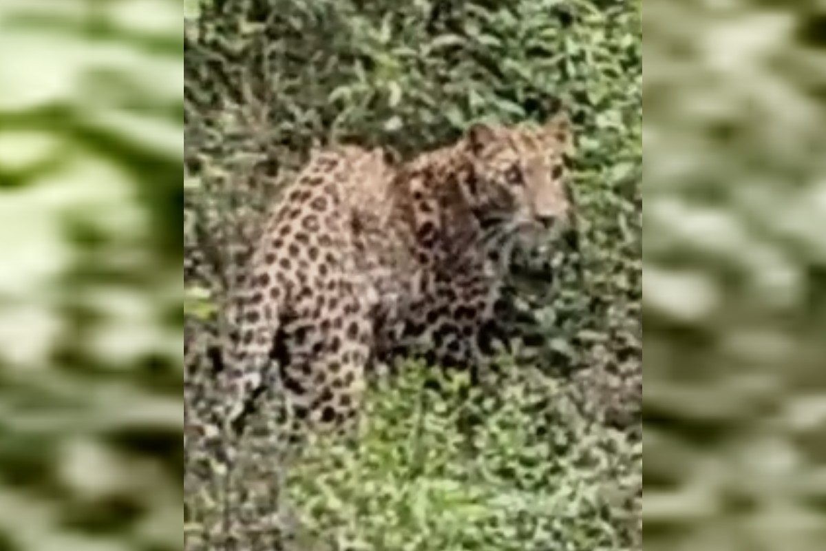 Leopard spotted