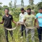 Snake Rescue