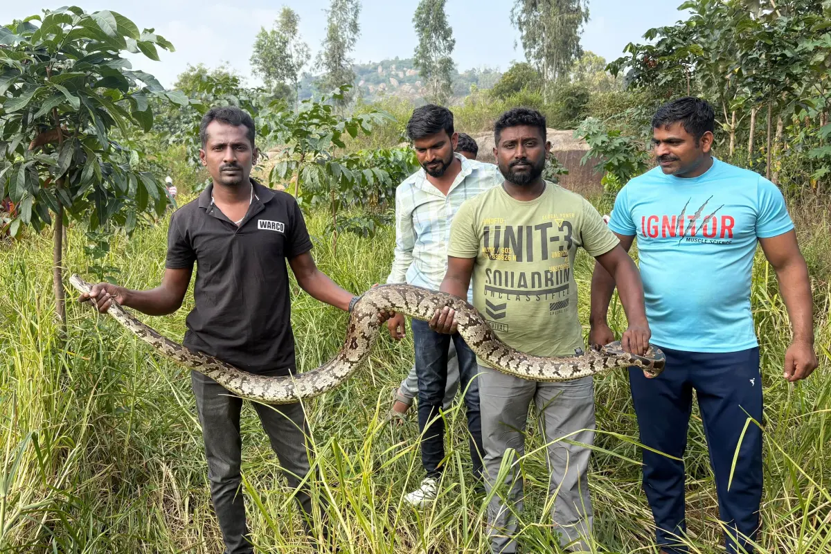 Snake Rescue