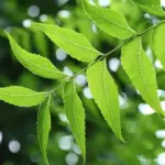 Neem Leaf