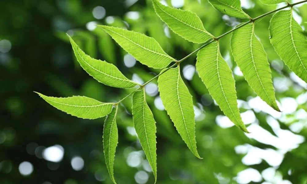 Neem Leaf