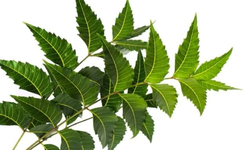 Neem Leaf