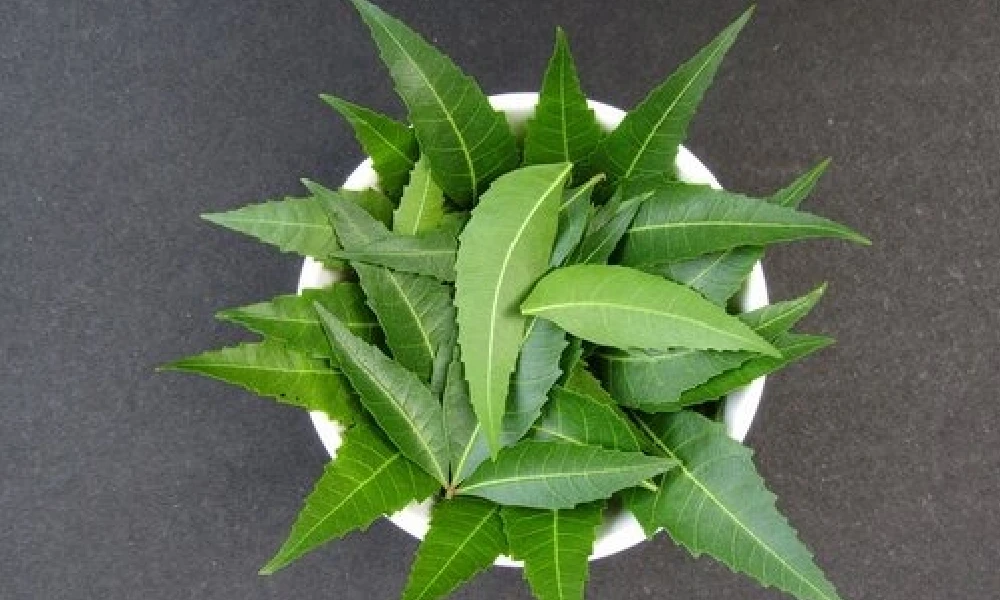 Neem Leaf