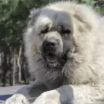 Caucasian Shepherd