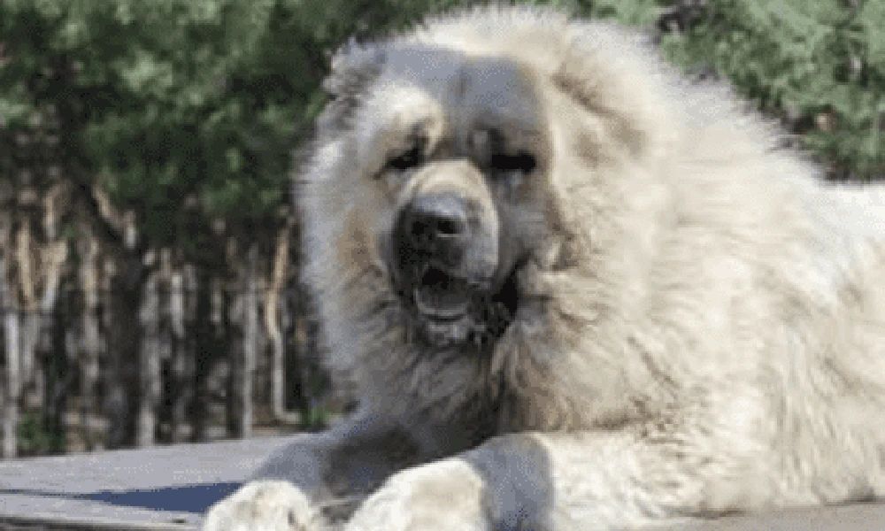 Caucasian Shepherd