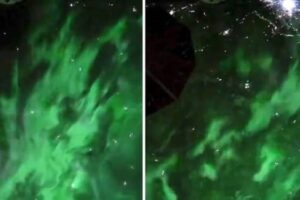 aurora viral video