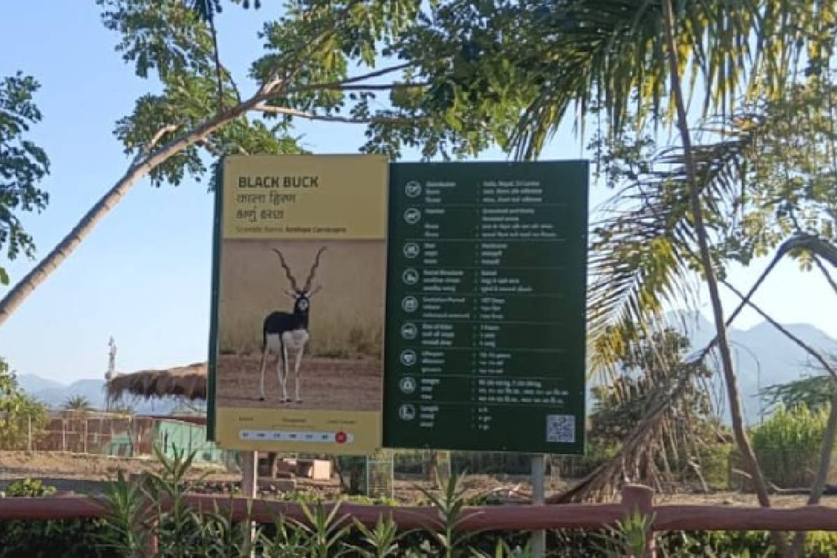 Blackbuck Deer