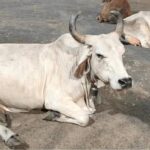 indian cow