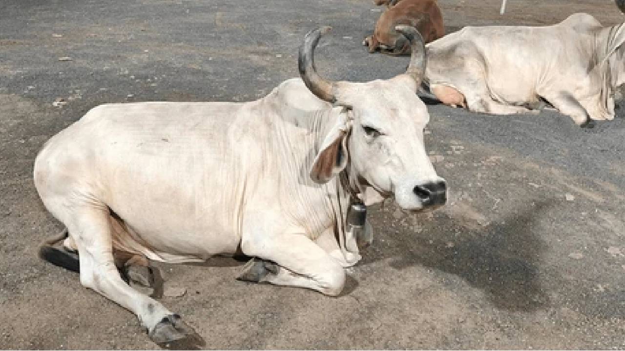 indian cow