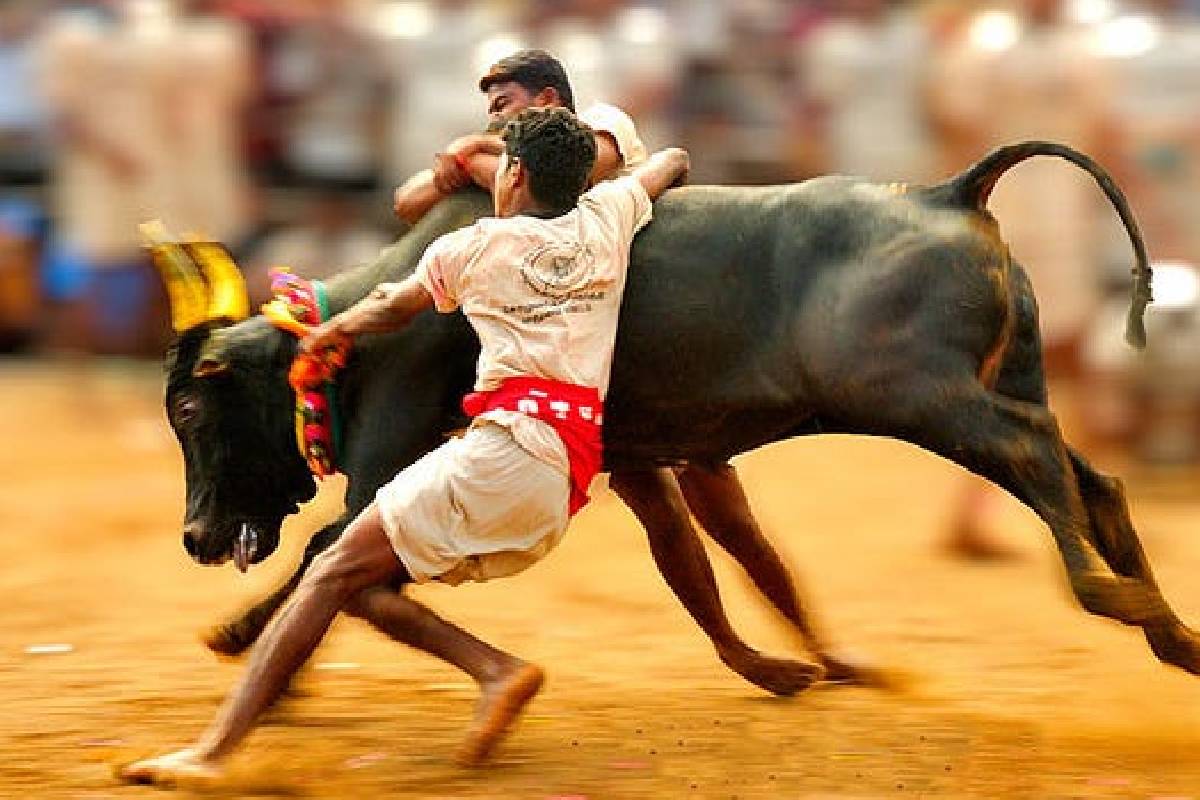 jallikattu